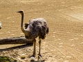 Ostrich keeps a waery eye. Auckland Zoo, Auckland, New Zealand Royalty Free Stock Photo