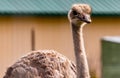 Ostrich keeps a waery eye. Wildlife Discovery Park, Innisfil, Alberta Royalty Free Stock Photo