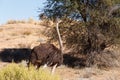 Ostrich, Kgalagadi, South Africa, safari wildlife Royalty Free Stock Photo