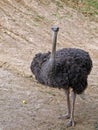 Ostrich Royalty Free Stock Photo