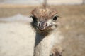 Ostrich - kids Royalty Free Stock Photo