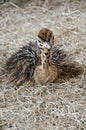 Ostrich - kids Royalty Free Stock Photo