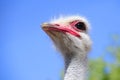 Ostrich in the Klein Karoo, South Africa