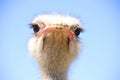 Ostrich in the Klein Karoo, South Africa