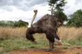 Ostrich Royalty Free Stock Photo