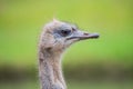 Ostrich profile and eye