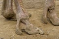 Ostrich Leg on sand close - up, Foot on Floor. Royalty Free Stock Photo