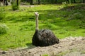 Ostrich