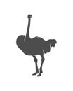 Ostrich logo vector, Animal graphic, Ostrich design Template illustration