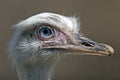 Ostrich look 1 Royalty Free Stock Photo