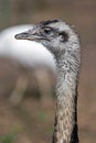 Ostrich look 2 Royalty Free Stock Photo