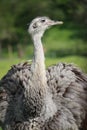 Ostrich Looking in the Field