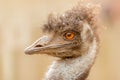 Ostrich looking aside safari park