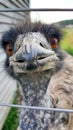 Ostrich is looking at the camera close up Royalty Free Stock Photo