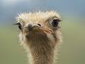 Ostrich looking at the camera