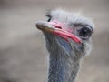 Ostrich looking at camera - headshot