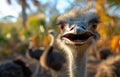 Ostrich looking at the camera with open beak. An ostrich standing next to other ostriches in an enclosure Royalty Free Stock Photo