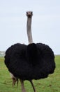 Ostrich looking curious and funny