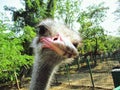 Ostrich looking curiously