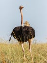 Ostrich looking out towards the savannah in Africa