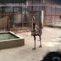 Ostrich looking outside view