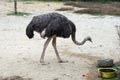 Ostrich looking for refreshments.