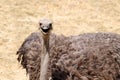 An ostrich looking right in the camera Royalty Free Stock Photo