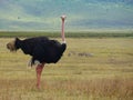 Ostrich looking straight in the camera, wildlilfe photography, safari Tanzania Serengeti national park Royalty Free Stock Photo