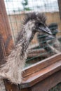 The ostrich looks aside Royalty Free Stock Photo