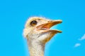 Ostrich looks away with open beaks, close-up portrait