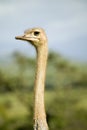 Ostrich looks directly at the camera at the Lewa Wildlife Conservancy, North Kenya, Africa
