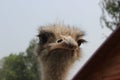 Large ostrich head