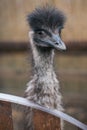 Ostrich looks at the frame Royalty Free Stock Photo