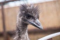 Ostrich looks at the frame