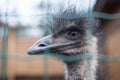 Ostrich looks at the frame