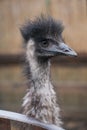 Ostrich looks at the frame