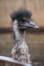 Ostrich looks at the frame Royalty Free Stock Photo