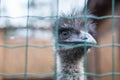 Ostrich looks at the frame Royalty Free Stock Photo