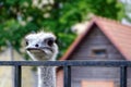 The ostrich looks out from behind the fence