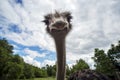 The ostrich looks at you curiously