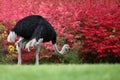 Ostrich Royalty Free Stock Photo
