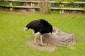 Ostrich lowering down to eat