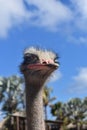 Ostrich Making a Silly Face While Looking Into the Distance
