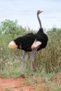 Ostrich Male