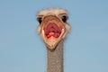 Ostrich male, angry african bird close up