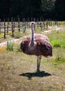 Ostrich male bird in the farm