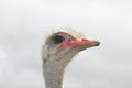 Ostrich male, exotic african bird