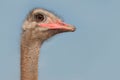 Ostrich male, exotic african bird Royalty Free Stock Photo