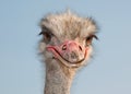 Ostrich male, exotic african bird Royalty Free Stock Photo
