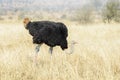 Ostrich male foraging at Cape of Good Hope Royalty Free Stock Photo